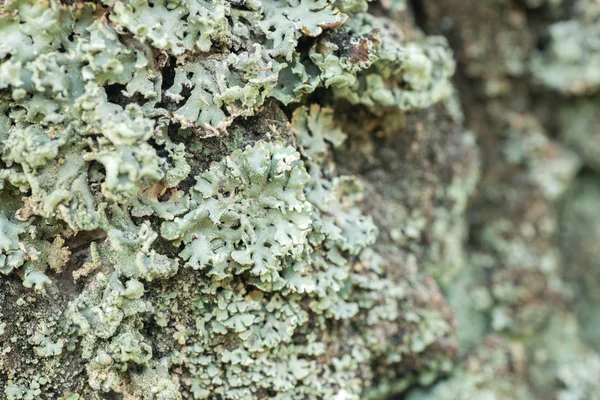 Champignon ou lichen lichénisé sur l'écorce de bouleau focus sélectif — Photo
