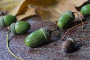 Meşe meşe palamutları ve ahşap arka plan seçici odak yapraklarda 