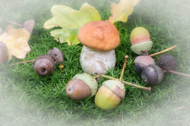 moss makro seçici odak Porcini mantar