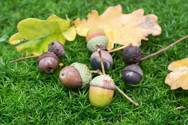 Bellotas y hojas de roble de otoño en primer plano musgo —  Fotos de Stock