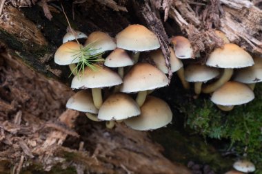 Kükürt tutam (Hypholoma fasciculare kümesi )