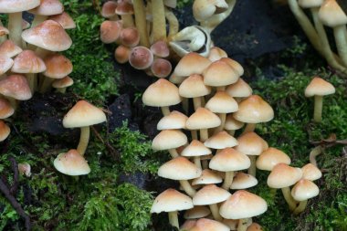 Kükürt tutam (Hypholoma fasciculare kümesi )