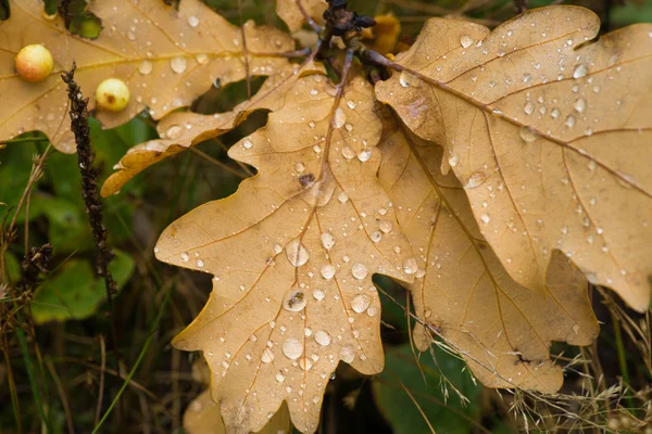 Wassertropfen auf fallende Eichenblätter Nahaufnahme — Stockfoto