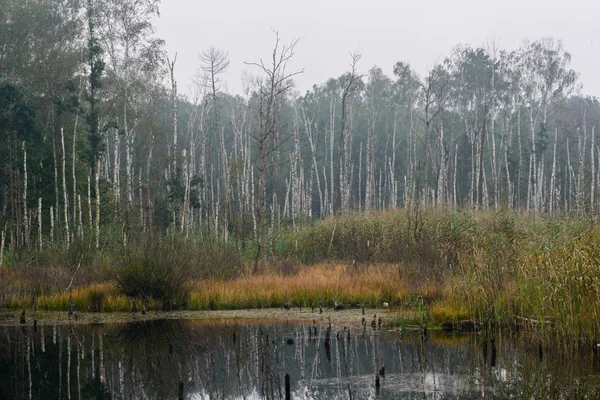 Осінній ландшафт з березами та болотними ставками — стокове фото