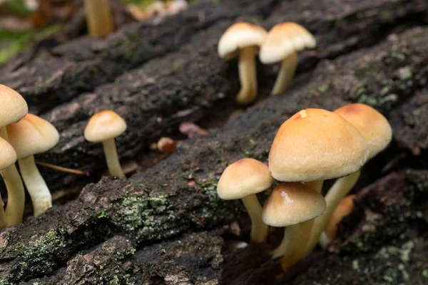 Cluster of sulphur tuft (Hypholoma fasciculare ) — Stock Photo, Image