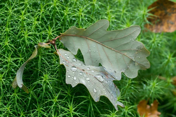 Herfstbladeren op mos closeup — Stockfoto
