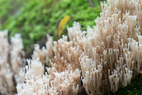 White coral fungus - ramaria strictacloseup selective focus — Stock Photo, Image