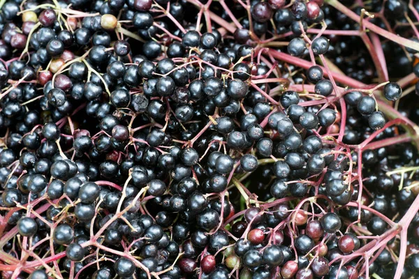 Olgun mürver çilek portre 