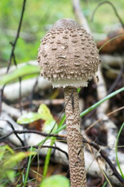 Orman portre şemsiye mantar 