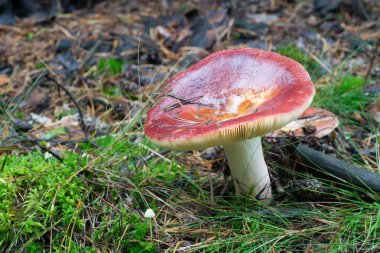 russula emetica kırmızı mantar