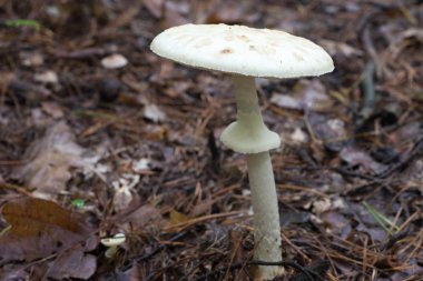 Orman portre mantarı