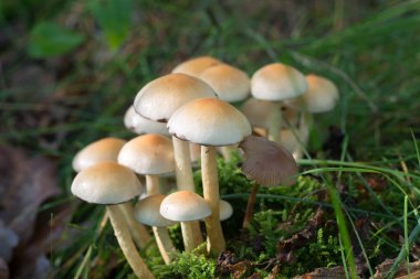 Kükürt tutam (Hypholoma fasciculare kümesi )