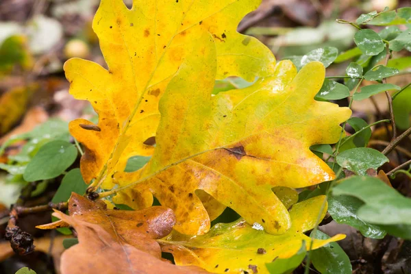 Folhas de queda em close de floresta — Fotografia de Stock