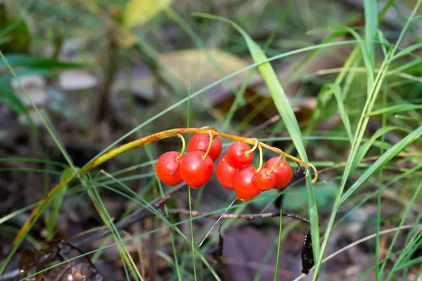 Merah beracun lily-of-the-valley berry — Stok Foto