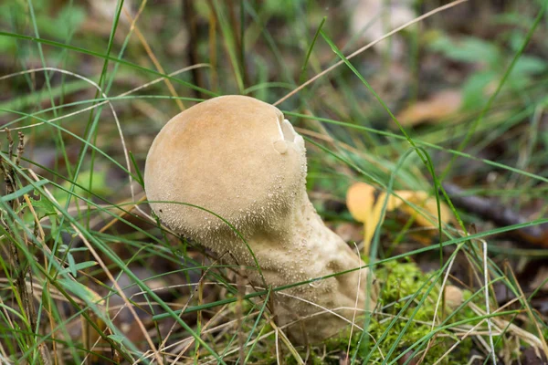 Lycoperdon perlatum ortak kurtmantarı mantar