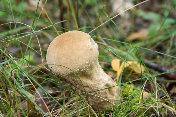 Lycoperdon perlatum  common puffball fungus — Stock Photo, Image