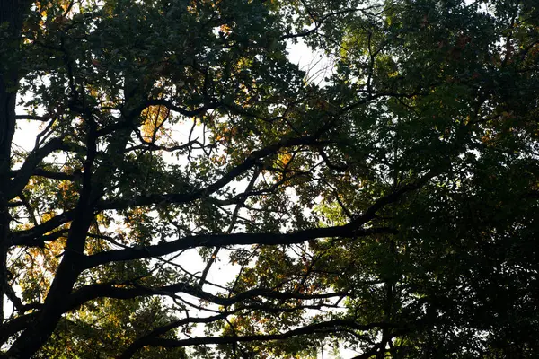 Queda ramos de carvalho silhuetas contra o céu — Fotografia de Stock