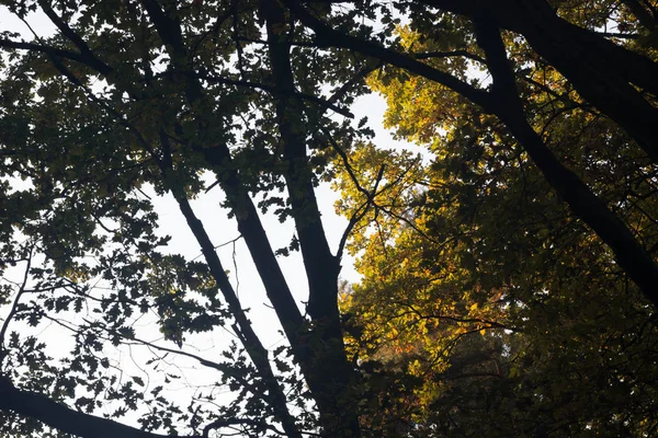 Podzim dubové větve siluety proti obloze — Stock fotografie