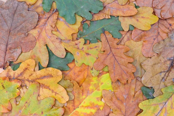 Multicolore automne feuilles texture de fond — Photo