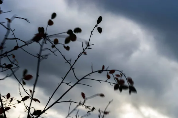 Gałęzie drzewa wietrznej pogody przeciwko dramatyczne pochmurnego nieba — Zdjęcie stockowe