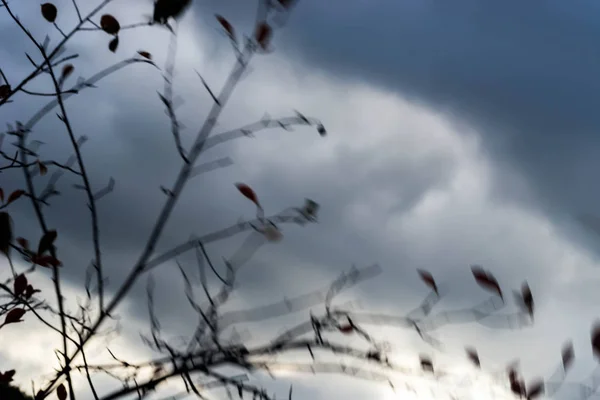 Ramas de árboles ventosos contra el cielo nublado dramático — Foto de Stock