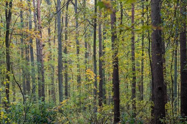 Árboles en bosque de otoño — Foto de Stock