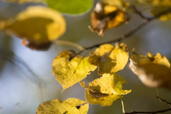Sárga őszi levelek ág szelektív fókusz — Stock Fotó