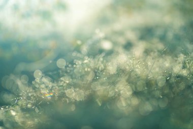 çiğ çim seçici odak üzerinde 