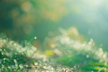 çiğ çim seçici odak üzerinde 