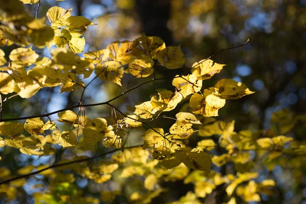 Sárga őszi levelek ág szelektív fókusz — Stock Fotó