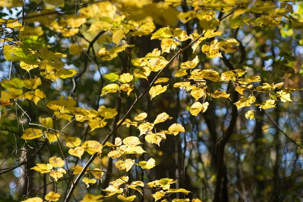 Gelbe Herbstblätter am Ast selektiver Fokus — Stockfoto