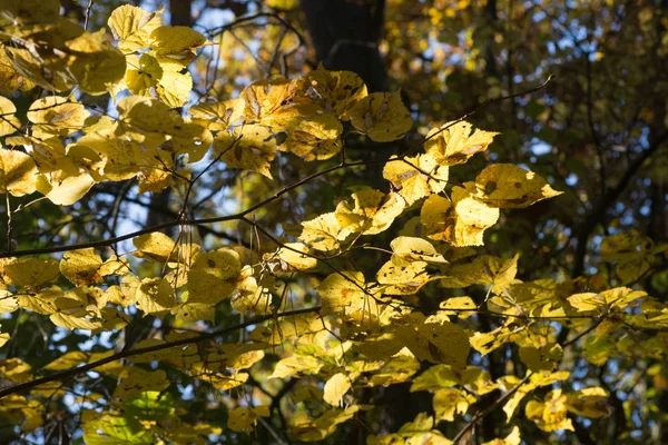 Yellow fall leaves on branch selective focus — Stock Photo, Image