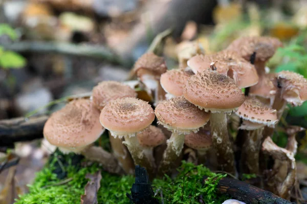 Grupp av ätbara svampar Armillaria ostoyae — Stockfoto