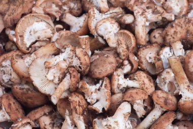 mantar Armillaria ostoyae olarak da bilinen Armillaria solidipes