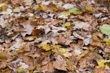 Ormanda düşen sonbahar yaprakları 