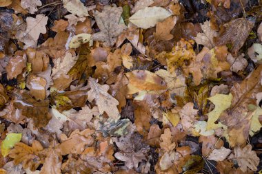 Ormanda düşen sonbahar yaprakları 