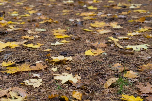 Folhas de queda caídas na floresta — Fotografia de Stock