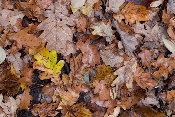 Hojas caídas en el bosque —  Fotos de Stock