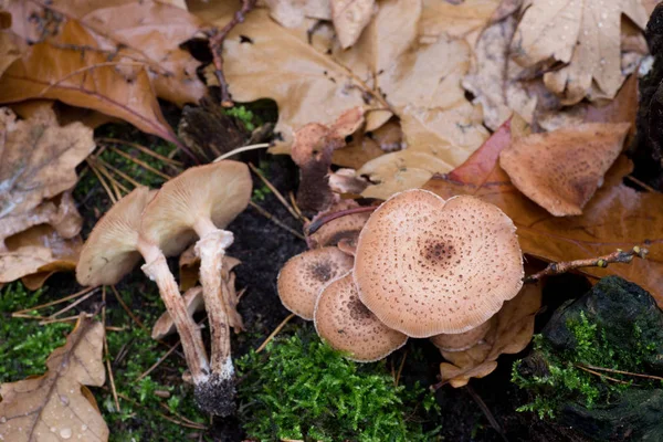 Группа съедобных грибов Armillaria ostoyae — стоковое фото