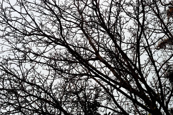 Barren tree branches against sky — Stock Photo, Image