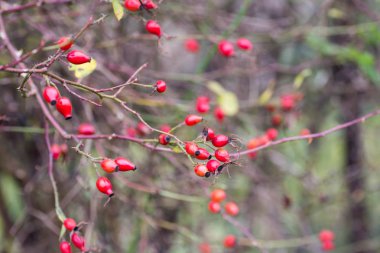 Rosa canina, köpek rose çilek portre