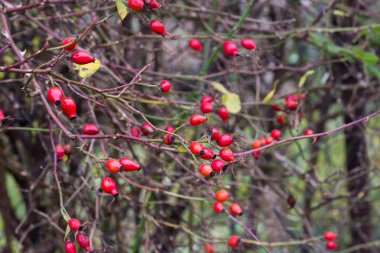 Rosa canina, köpek rose çilek portre