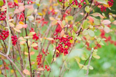 Kırmızı kızamık çilek dal portre üzerinde 