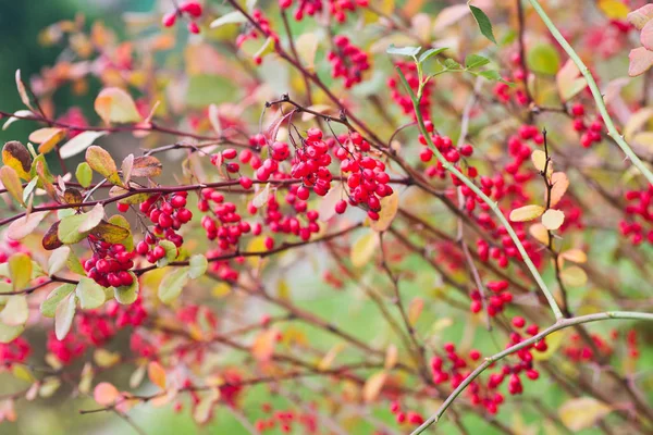 Red barberry berries on twig closeup — Stock Photo, Image