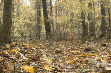 Orman güneşli gününe denk