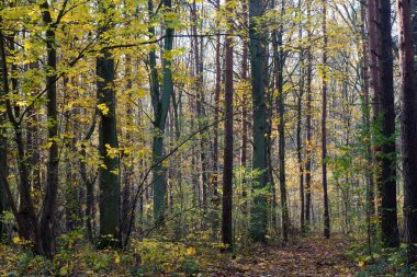 Orman güneşli gününe denk