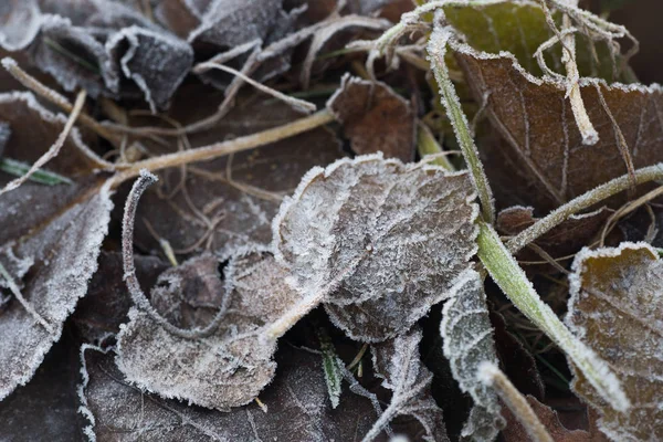 Folhas da queda com hoarfrost — Fotografia de Stock