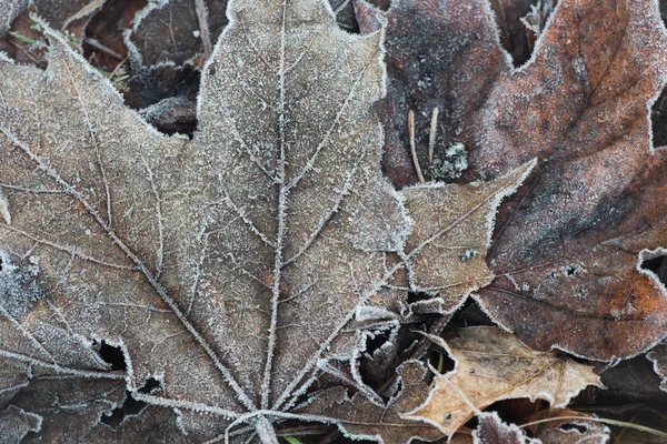 Fall leaves with hoarfrost — Stock Photo, Image