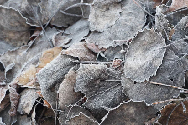 Fall leaves with hoarfrost — Stock Photo, Image