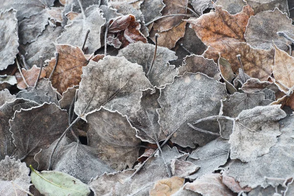 Fall leaves with hoarfrost — Stock Photo, Image